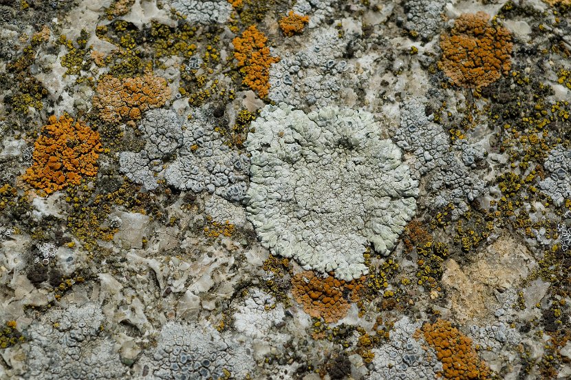 Lecanora muralis-1